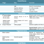 Cranial Nerves